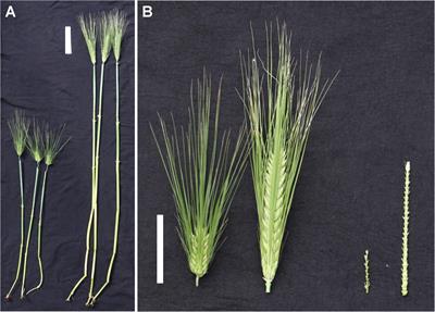QTL Mapping of Fusarium Head Blight and Correlated Agromorphological Traits in an Elite Barley Cultivar Rasmusson